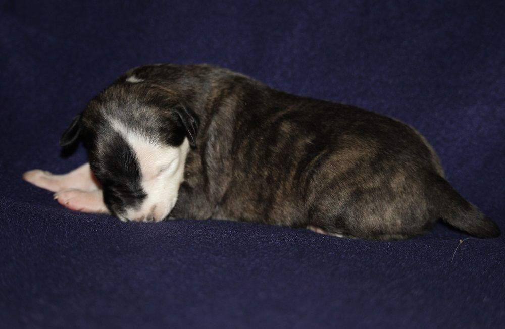 De Tetiaroa - Chiot disponible  - Whippet