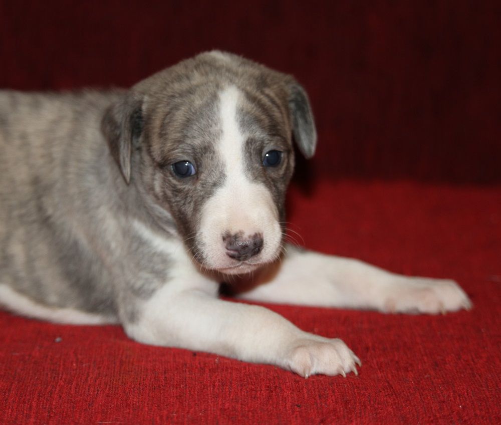 De Tetiaroa - Chiot disponible  - Whippet