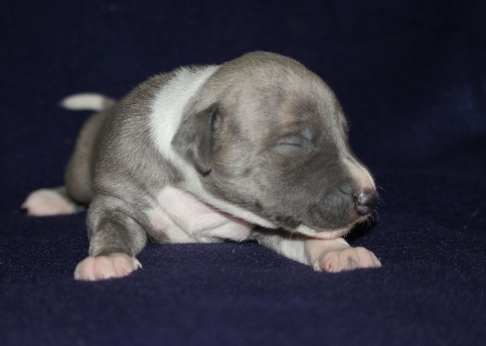 De Tetiaroa - Chiot disponible  - Whippet