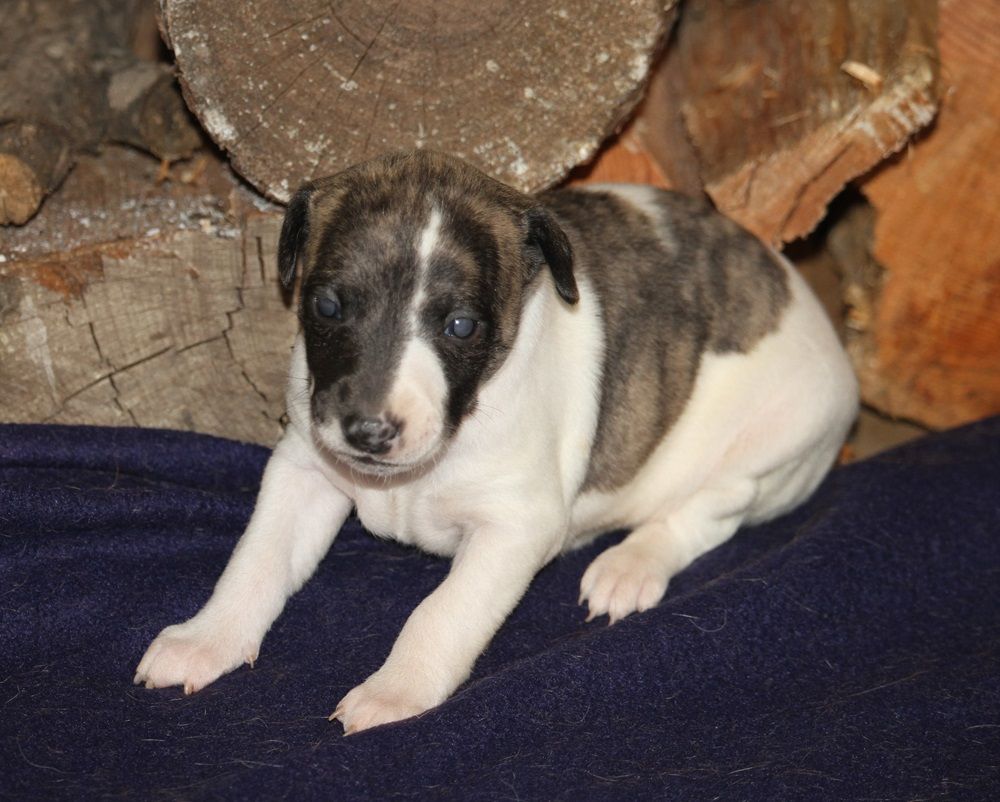 De Tetiaroa - Chiot disponible  - Whippet