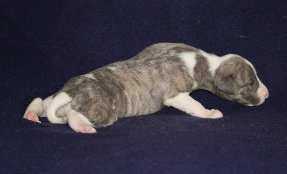 De Tetiaroa - Chiot disponible  - Whippet