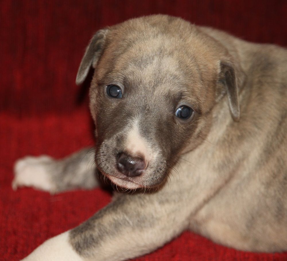 De Tetiaroa - Chiot disponible  - Whippet