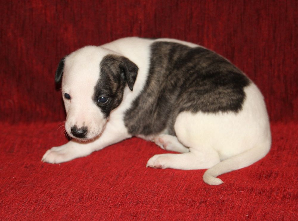 De Tetiaroa - Chiot disponible  - Whippet