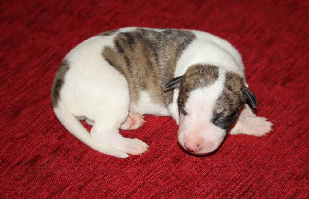 chiot Whippet De Tetiaroa