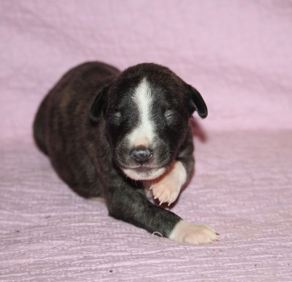 De Tetiaroa - Chiot disponible  - Whippet