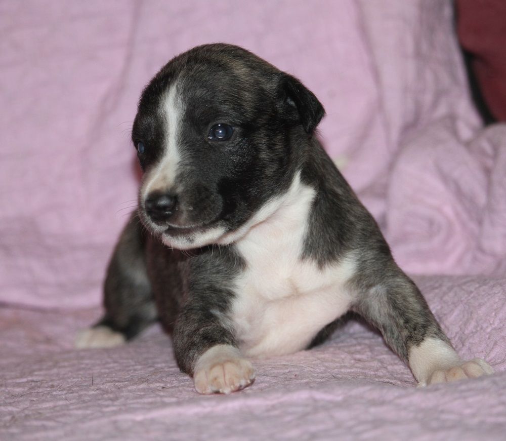 De Tetiaroa - Chiot disponible  - Whippet