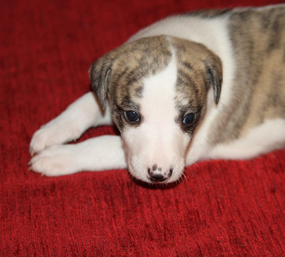 De Tetiaroa - Chiot disponible  - Whippet