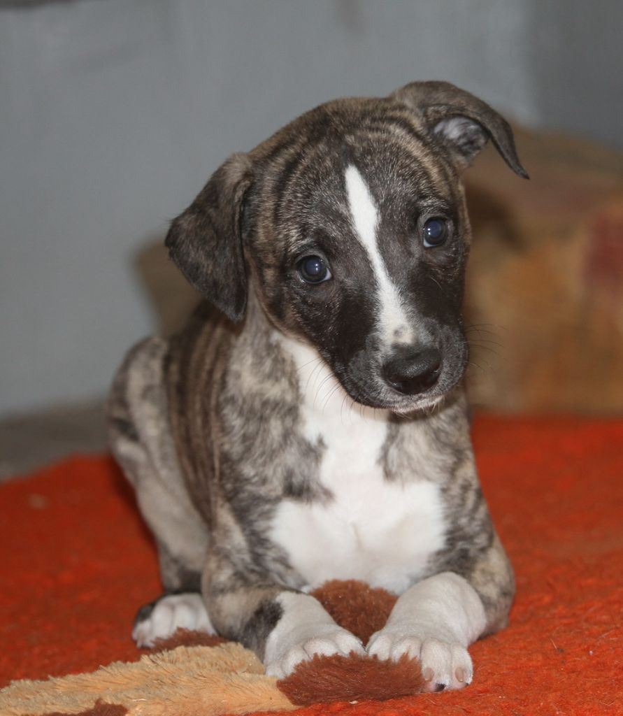 De Tetiaroa - Chiot disponible  - Whippet