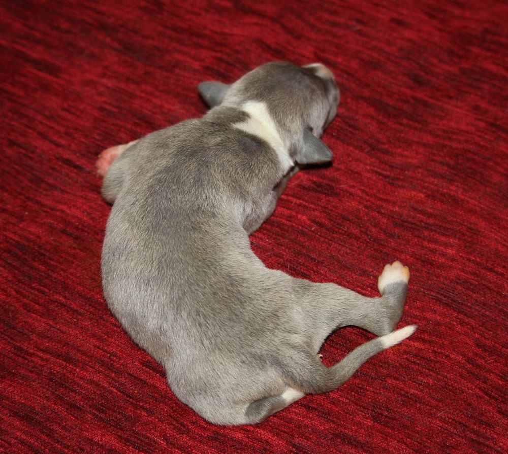 De Tetiaroa - Chiot disponible  - Whippet