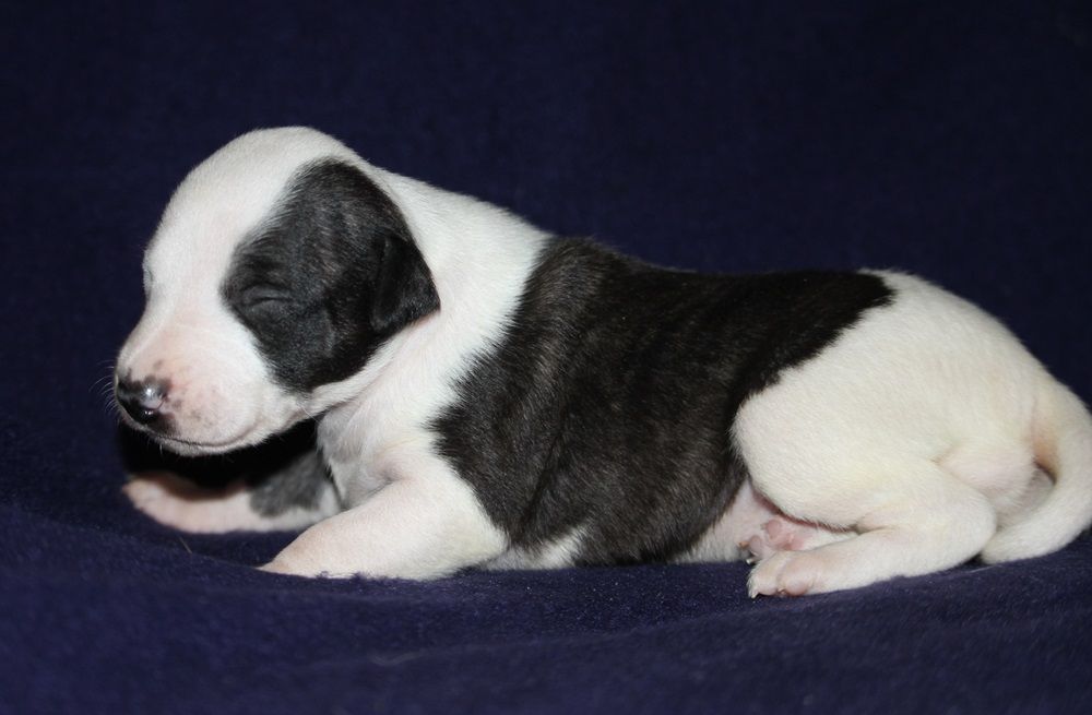 De Tetiaroa - Chiot disponible  - Whippet