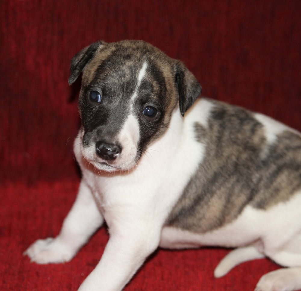 De Tetiaroa - Chiot disponible  - Whippet