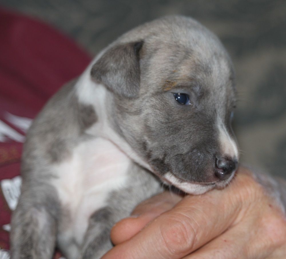 De Tetiaroa - Chiot disponible  - Whippet