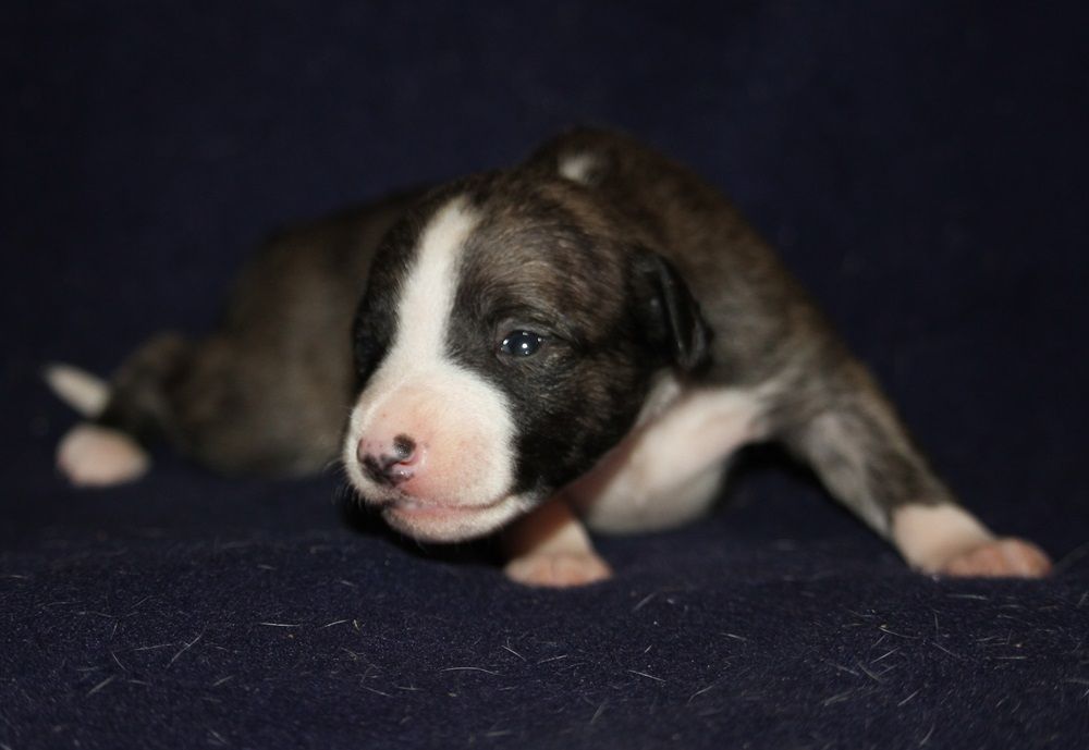 De Tetiaroa - Chiot disponible  - Whippet