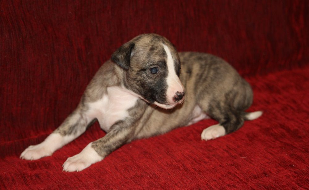 De Tetiaroa - Chiot disponible  - Whippet