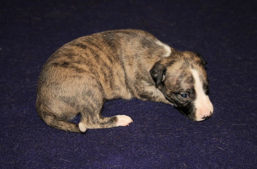 De Tetiaroa - Chiot disponible  - Whippet