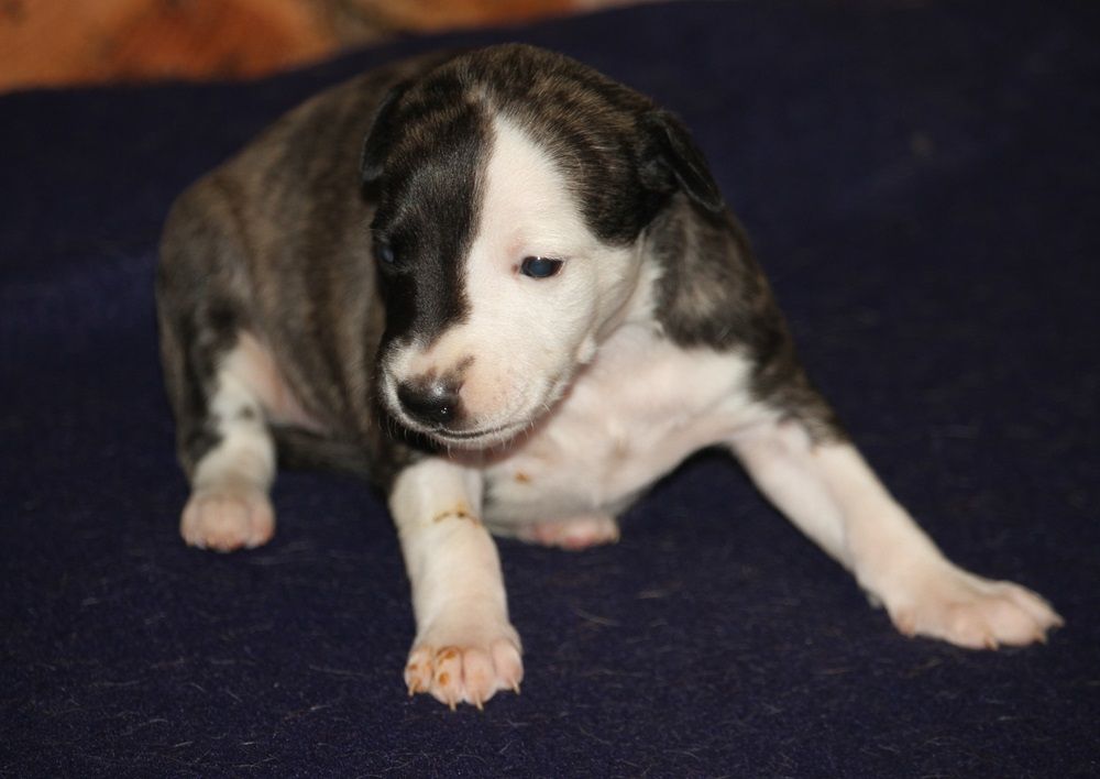 De Tetiaroa - Chiot disponible  - Whippet