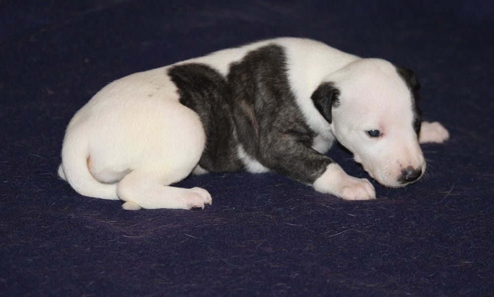 De Tetiaroa - Chiot disponible  - Whippet