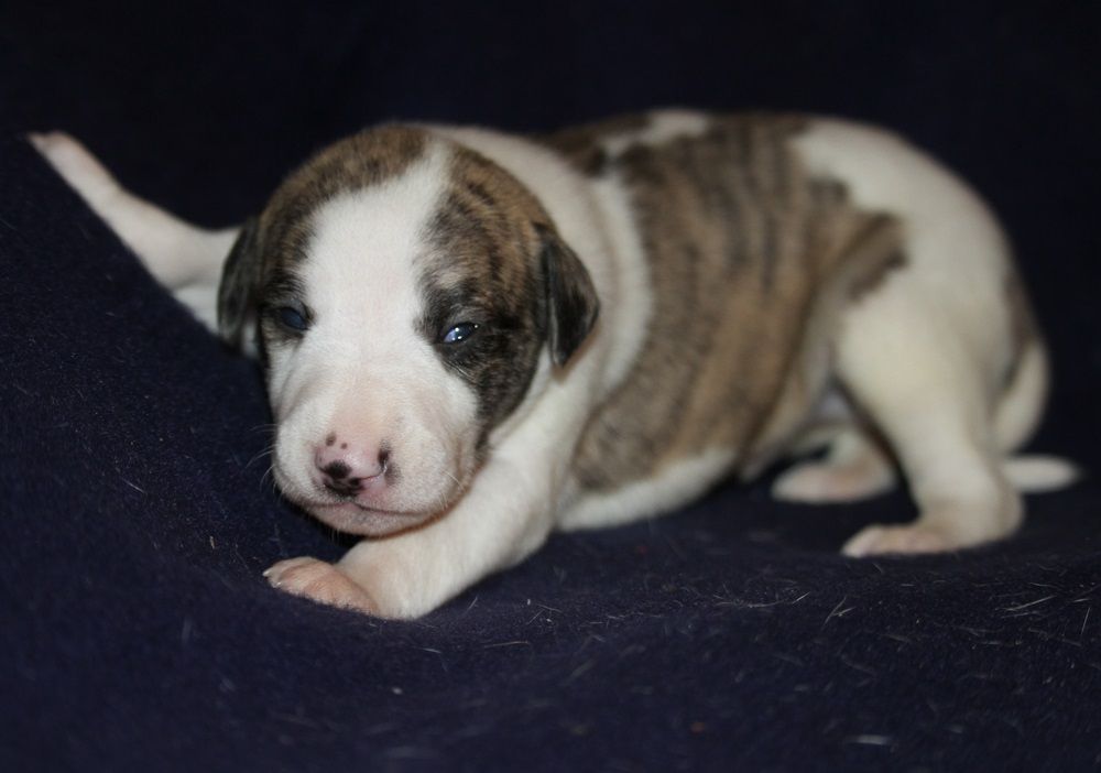 De Tetiaroa - Chiot disponible  - Whippet