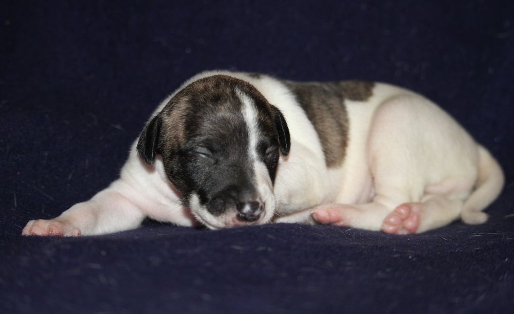 De Tetiaroa - Chiot disponible  - Whippet