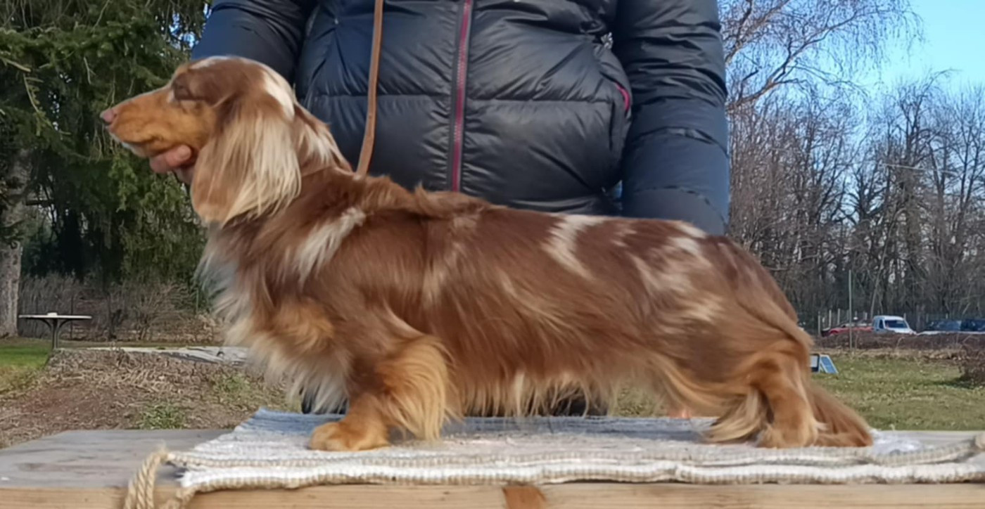 minidogland  Orpheus