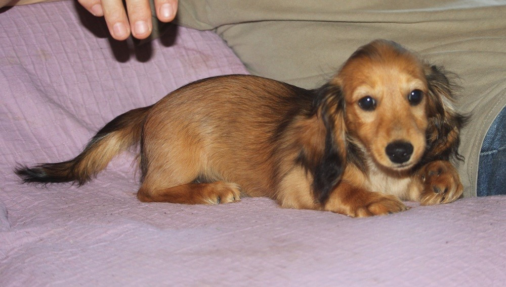 Disponible petite femelle fauve