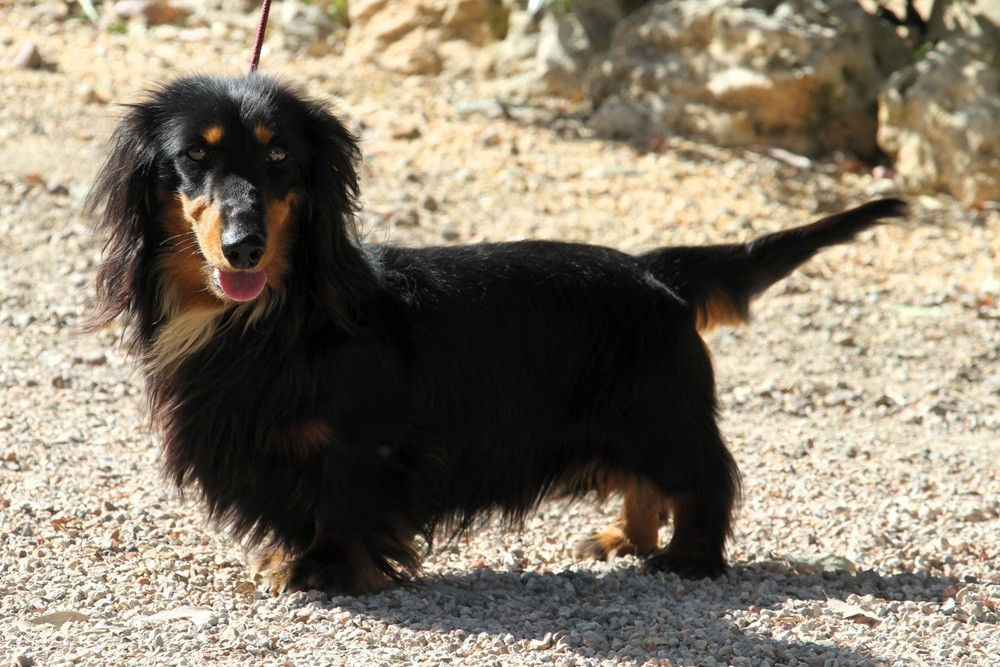 Gentil garçon de 2 ans cherche une famille