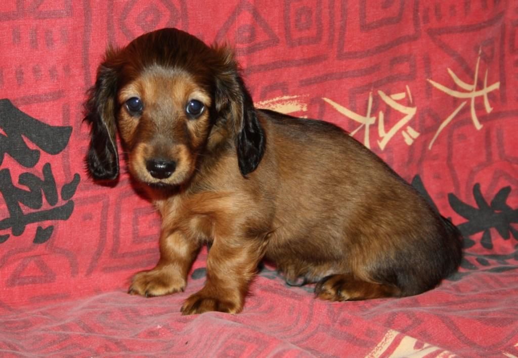 Bébés Teckels 