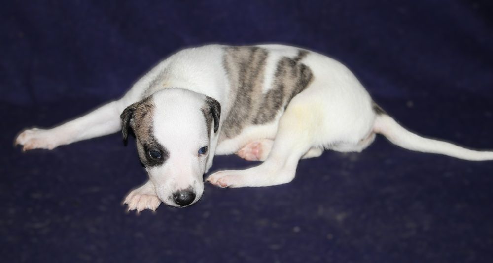 De Tetiaroa - Chiots disponibles - Whippet