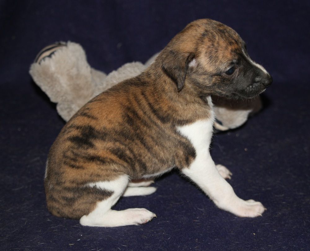 De Tetiaroa - Chiots disponibles - Whippet