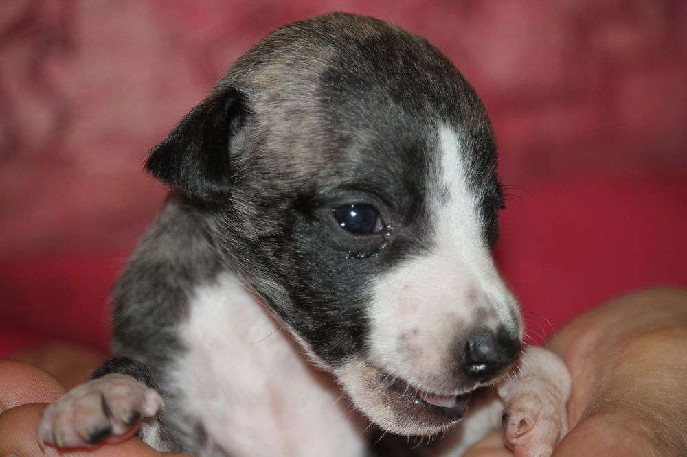 De Tetiaroa - Chiots disponibles - Whippet