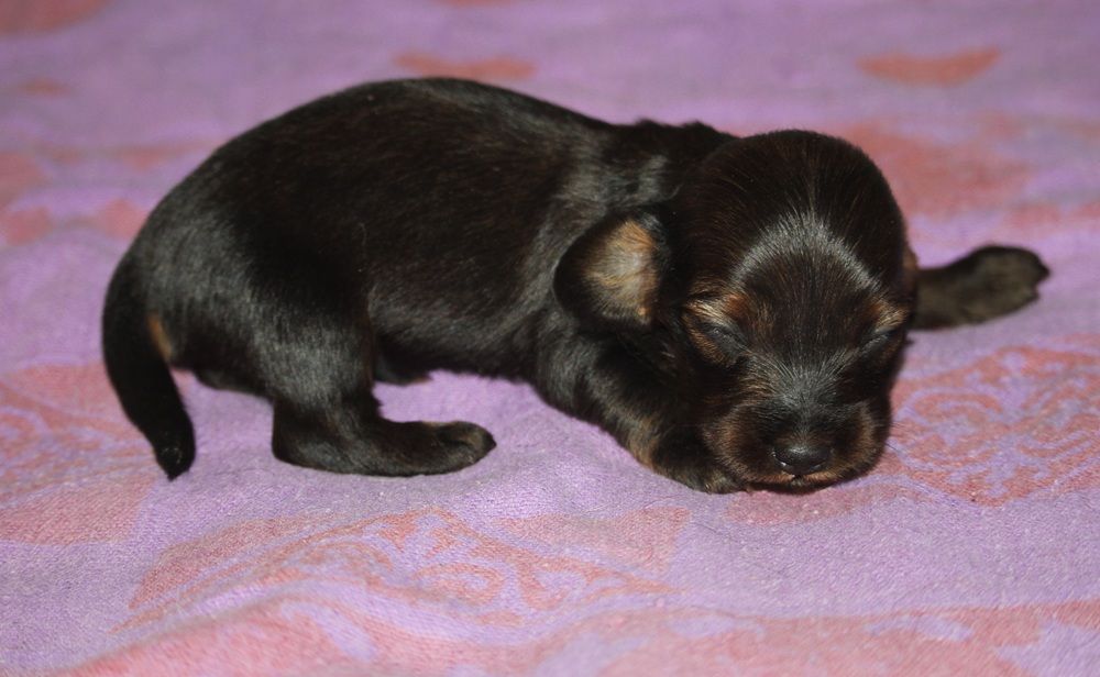 De Tetiaroa - Chiots disponibles - Teckel poil long