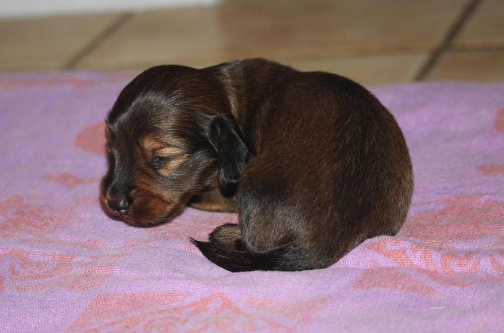 De Tetiaroa - Chiots disponibles - Teckel poil long