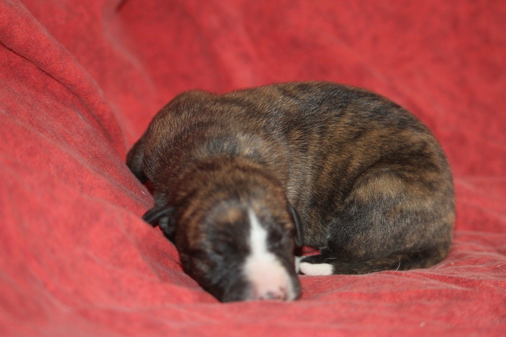 De Tetiaroa - Chiots disponibles - Whippet