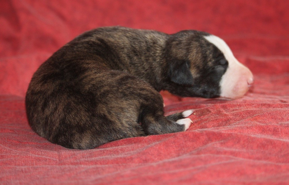De Tetiaroa - Chiots disponibles - Whippet