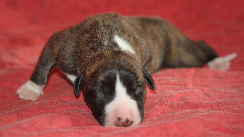 De Tetiaroa - Chiots disponibles - Whippet