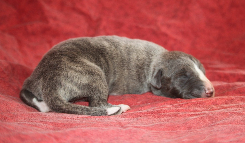 De Tetiaroa - Chiots disponibles - Whippet