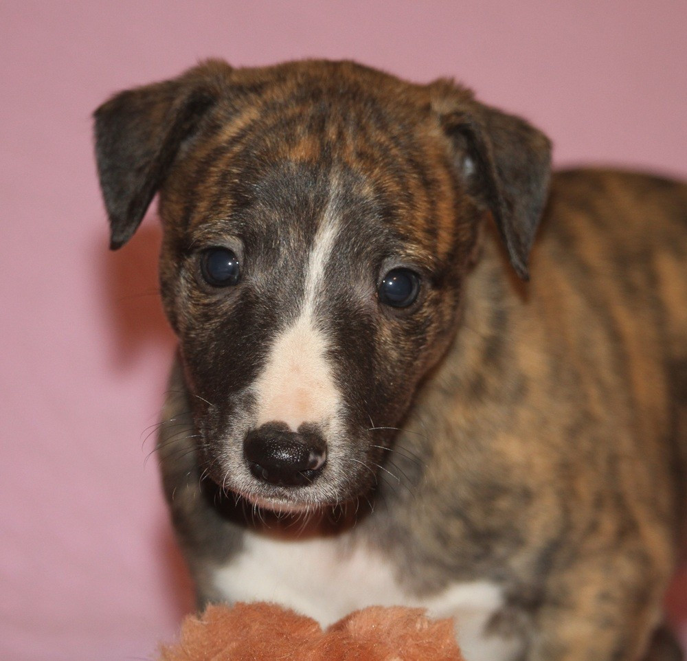 De Tetiaroa - Chiots disponibles - Whippet