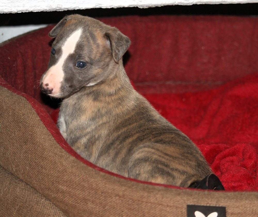 De Tetiaroa - Chiots disponibles - Whippet