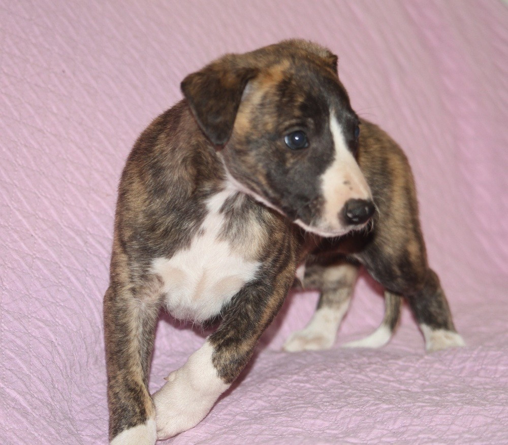 De Tetiaroa - Chiots disponibles - Whippet