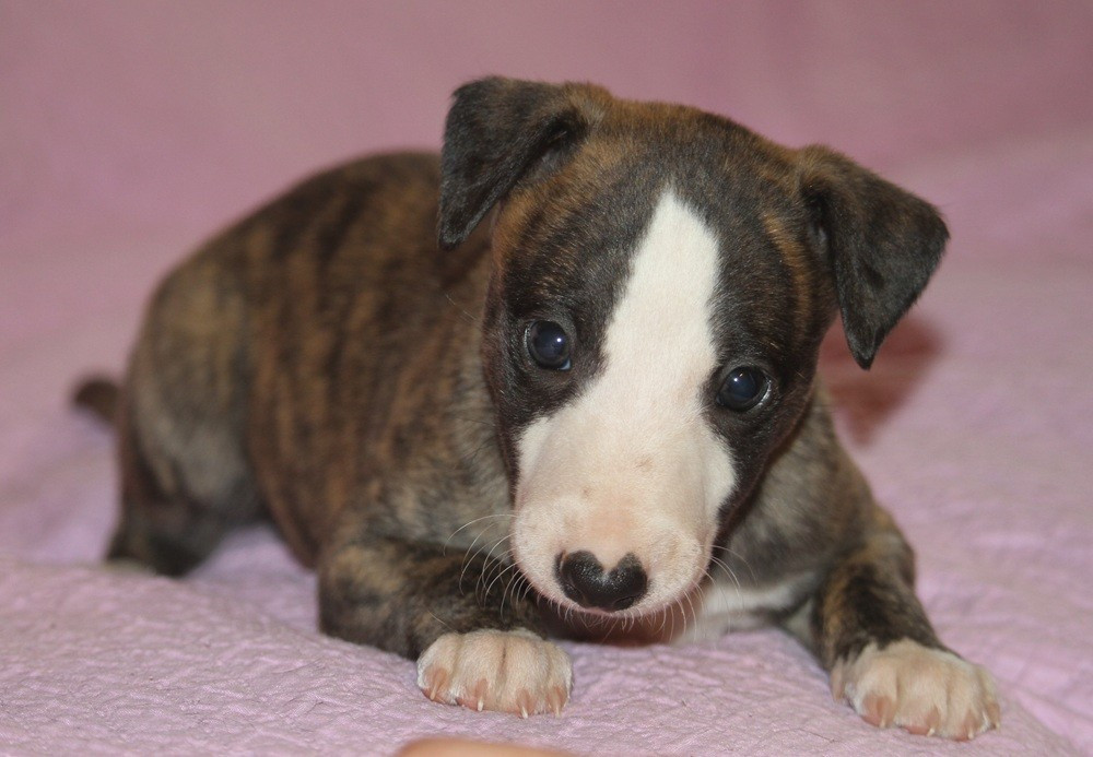 De Tetiaroa - Chiots disponibles - Whippet