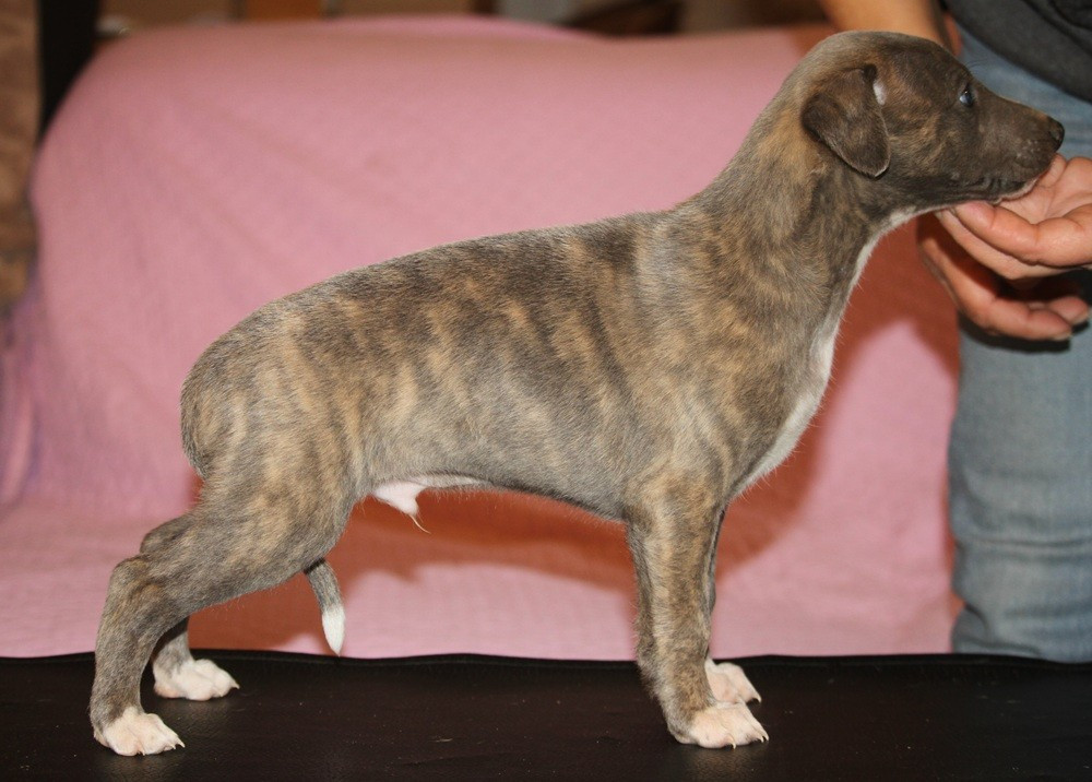 De Tetiaroa - Chiots disponibles - Whippet
