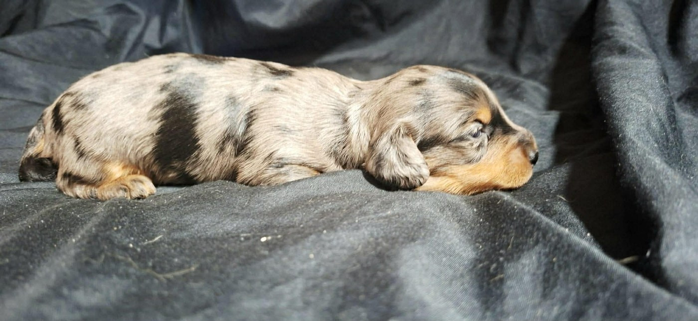 De Tetiaroa - Teckel poil long - Portée née le 12/04/2026