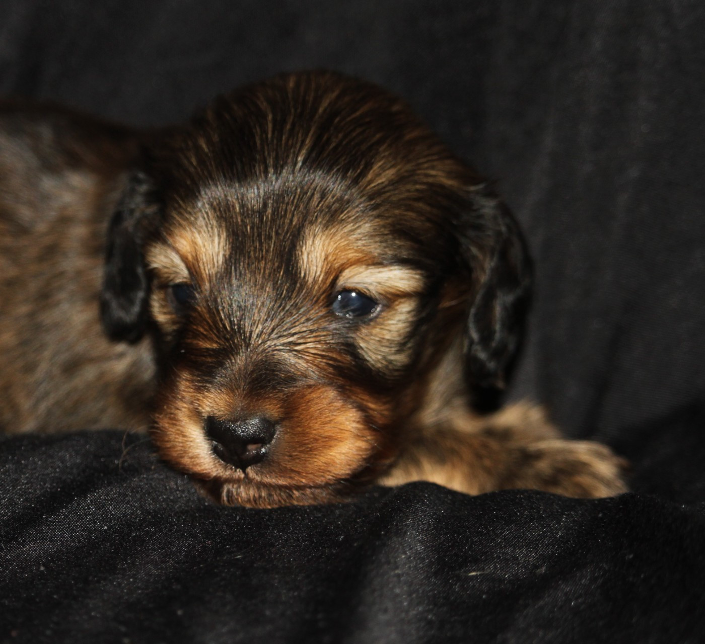 De Tetiaroa - Chiots disponibles - Teckel poil long