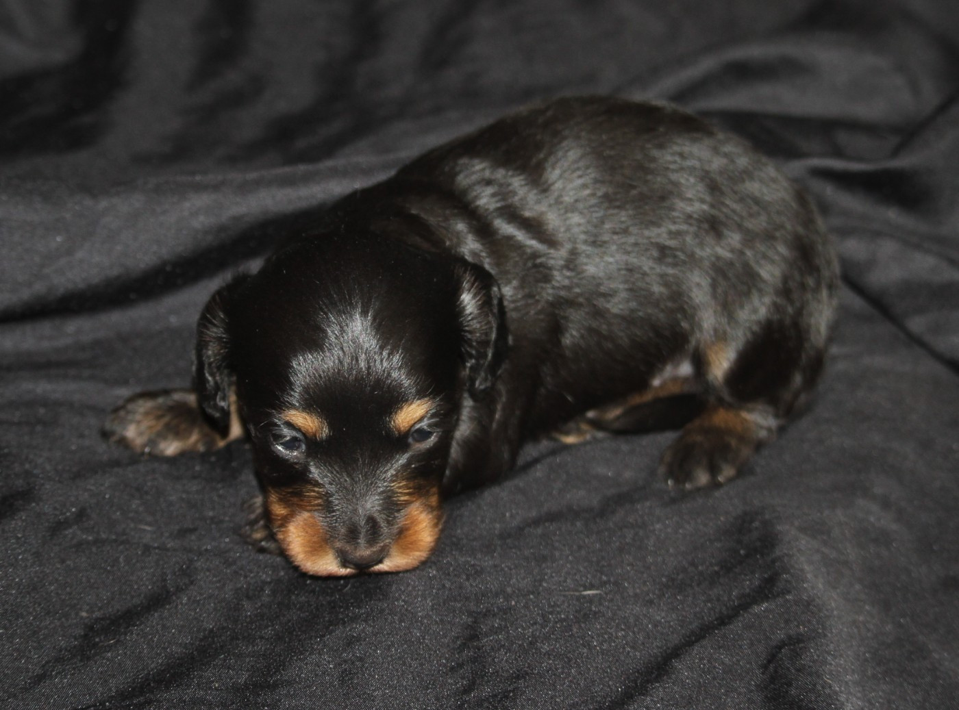 De Tetiaroa - Chiots disponibles - Teckel poil long