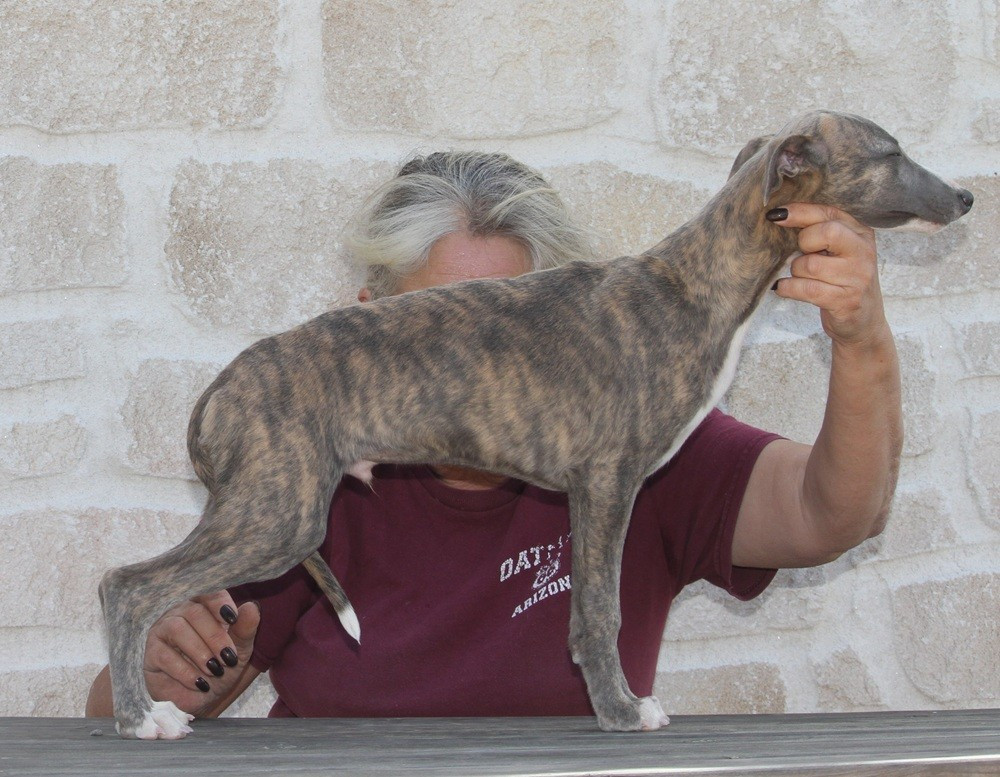 De Tetiaroa - Chiots disponibles - Whippet