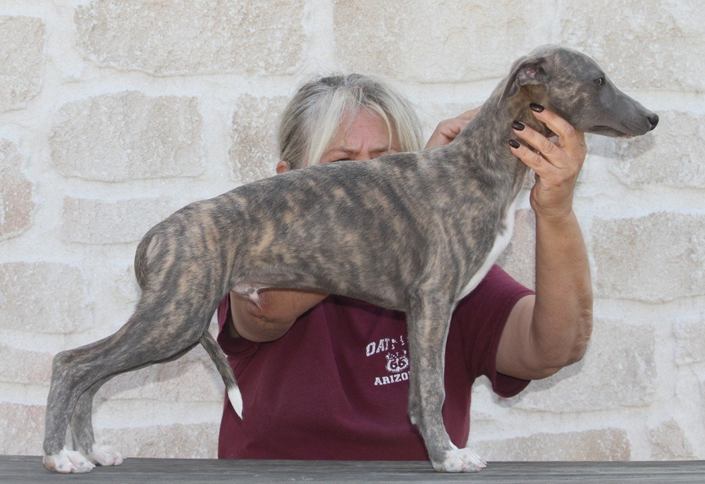 De Tetiaroa - Chiots disponibles - Whippet