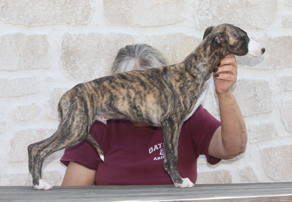 De Tetiaroa - Chiots disponibles - Whippet