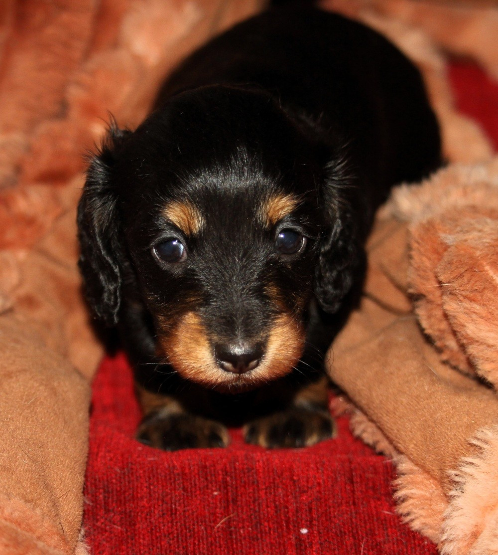 De Tetiaroa - Chiots disponibles - Teckel poil long
