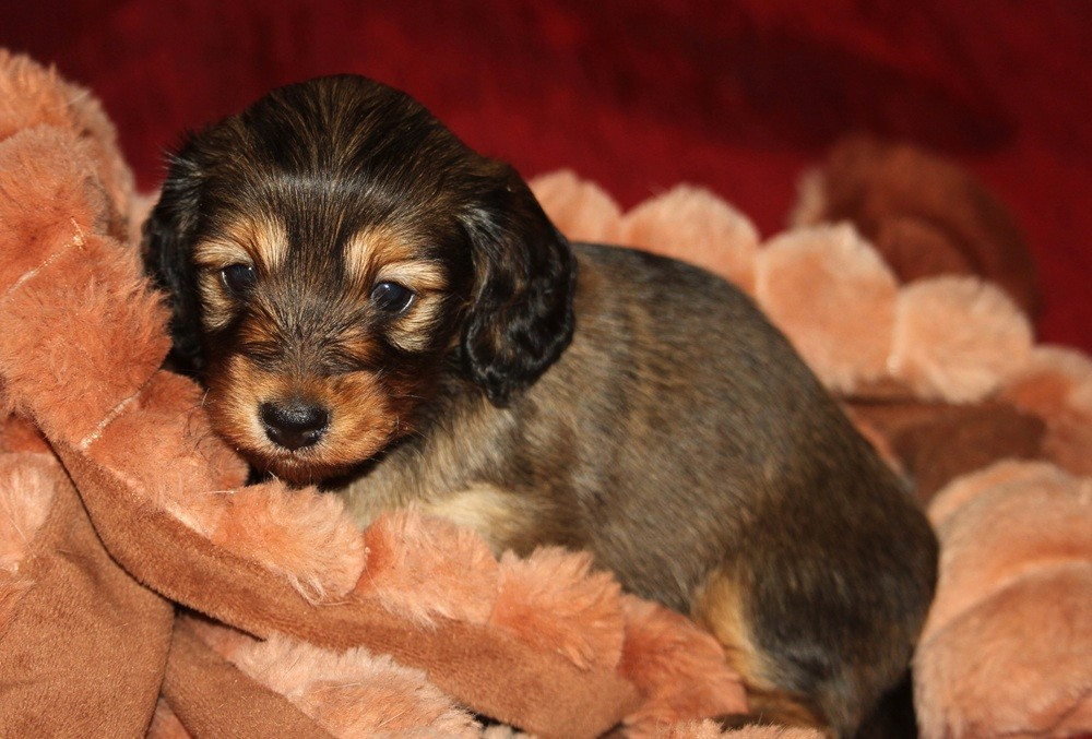 De Tetiaroa - Chiots disponibles - Teckel poil long