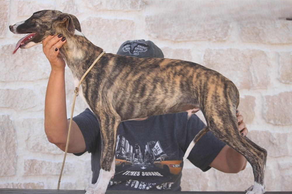 De Tetiaroa - Chiots disponibles - Whippet
